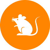 1000RATS