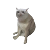 CASHCAT